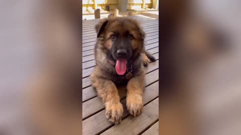 cute german shepherd puppy compilation 2022