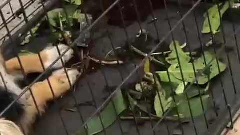 Which Dog Ate the Plant?