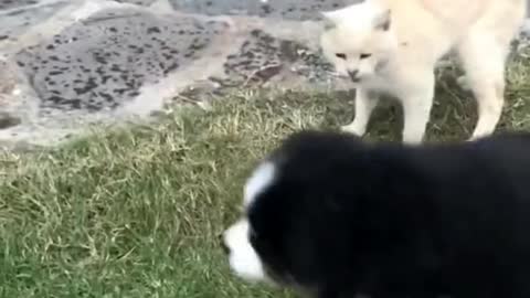 🐱Keep your distance with me puppy.