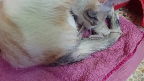 My kitten giving birth
