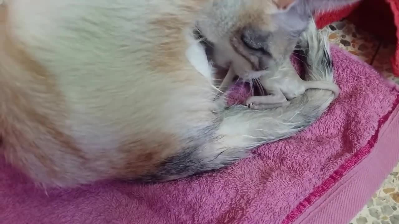 My kitten giving birth