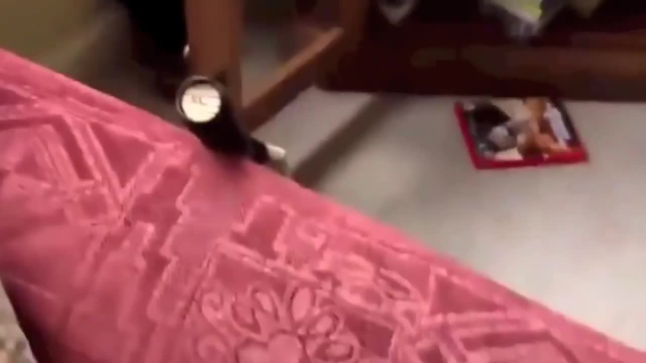 Best Funny Fails Animals Compilation