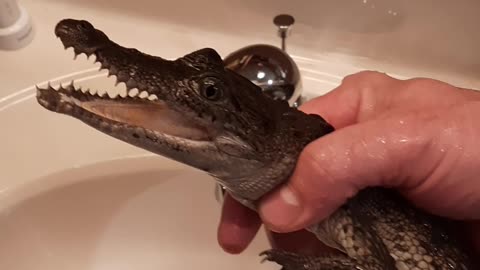 🐊 When "relaxing in the sink time" is over🤣