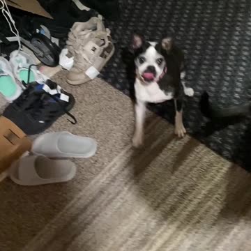 Dogs before and after food