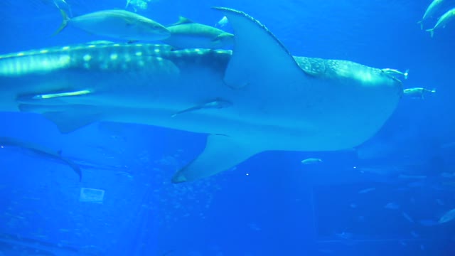 Mother Whale Swimming with Babies