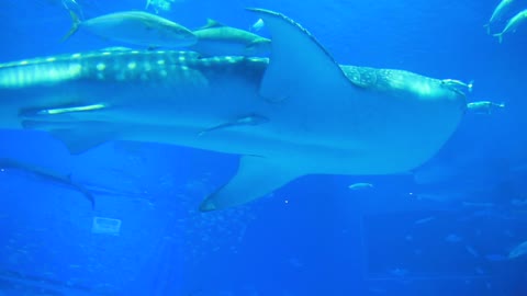 Mother Whale Swimming with Babies