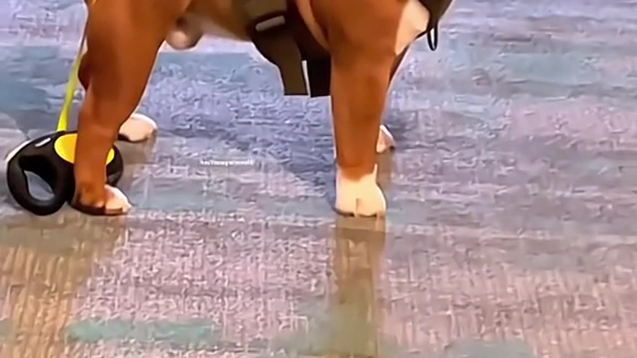 Funny animals 🤣🤣 p10