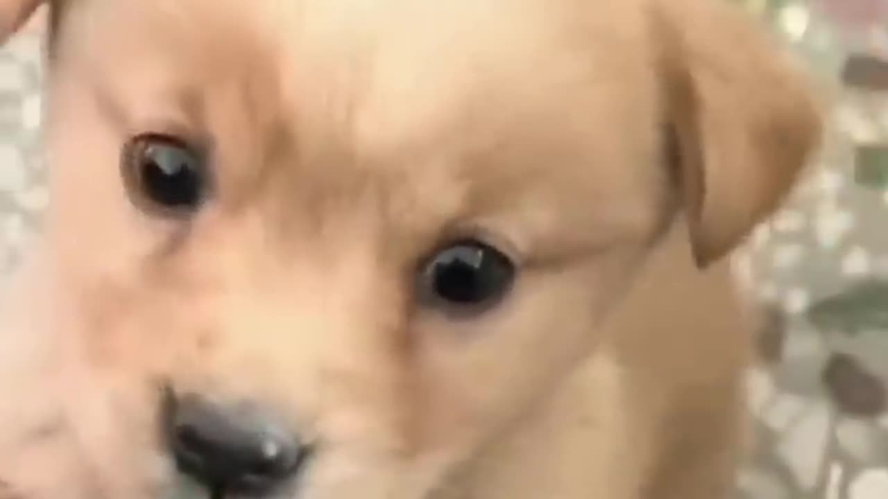 cute puppy barking #cute