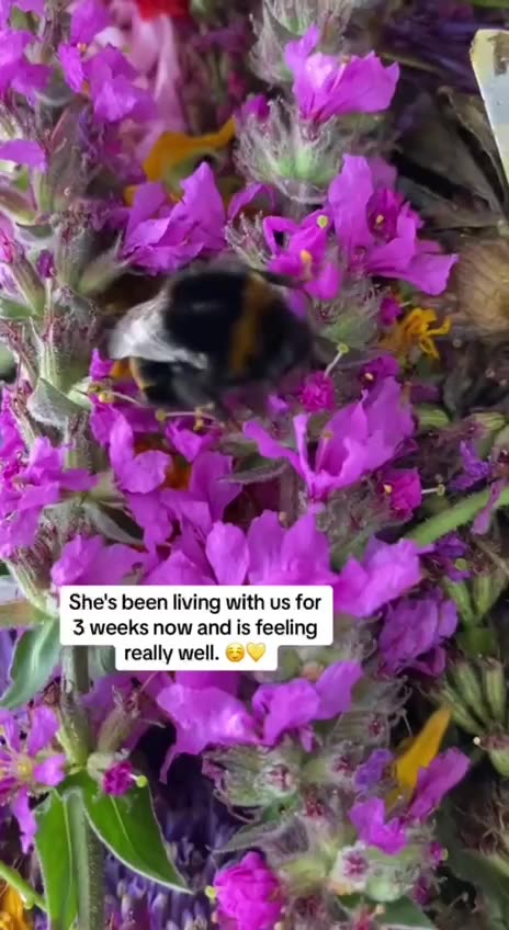 Anti-Loosh Video Number 240. LOOSH is real and bad. Explained below and watch the video