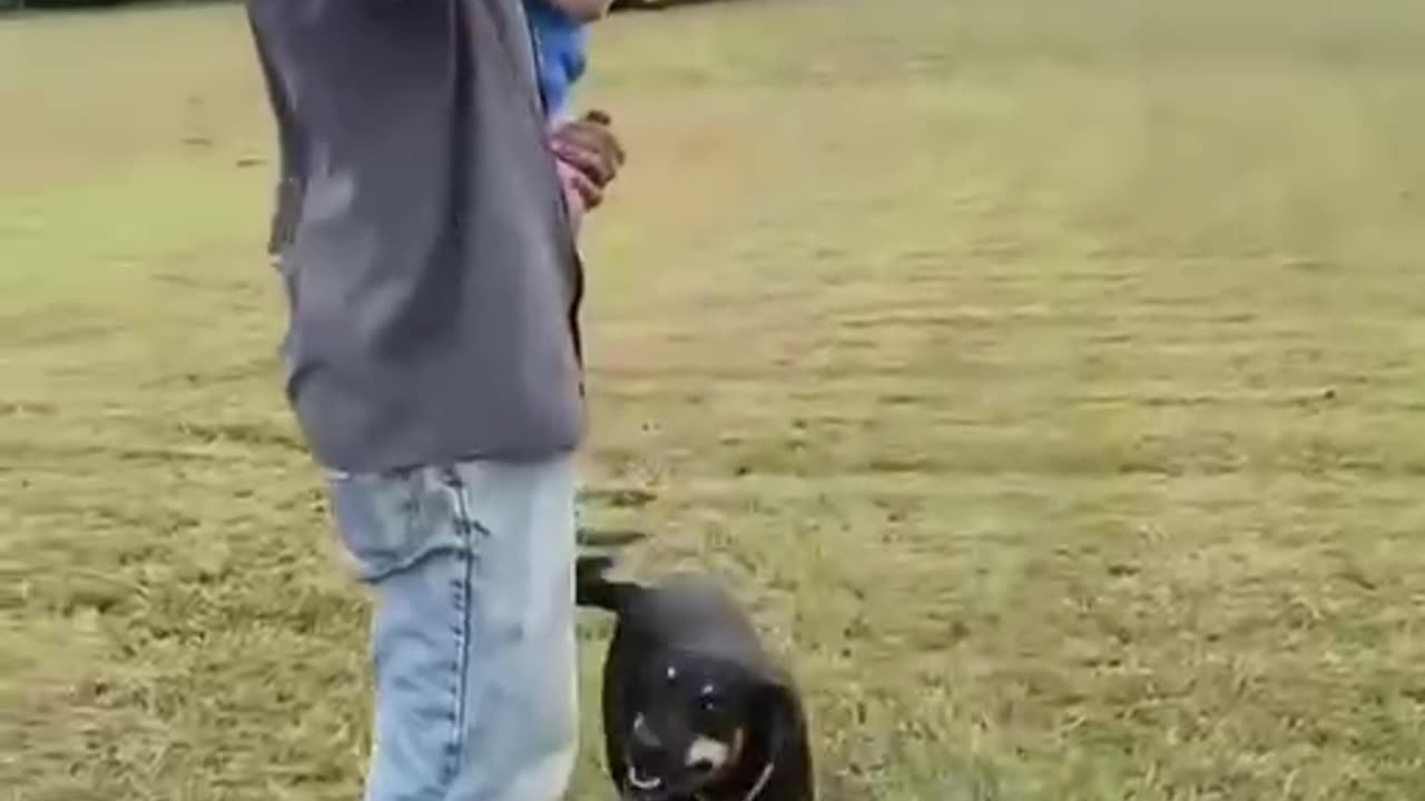 Dog