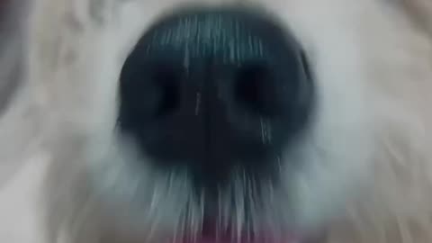 Funny dog video
