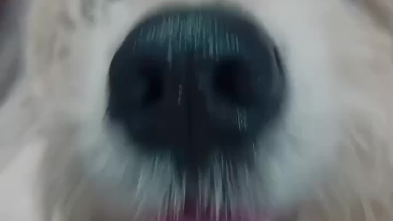 Funny dog video