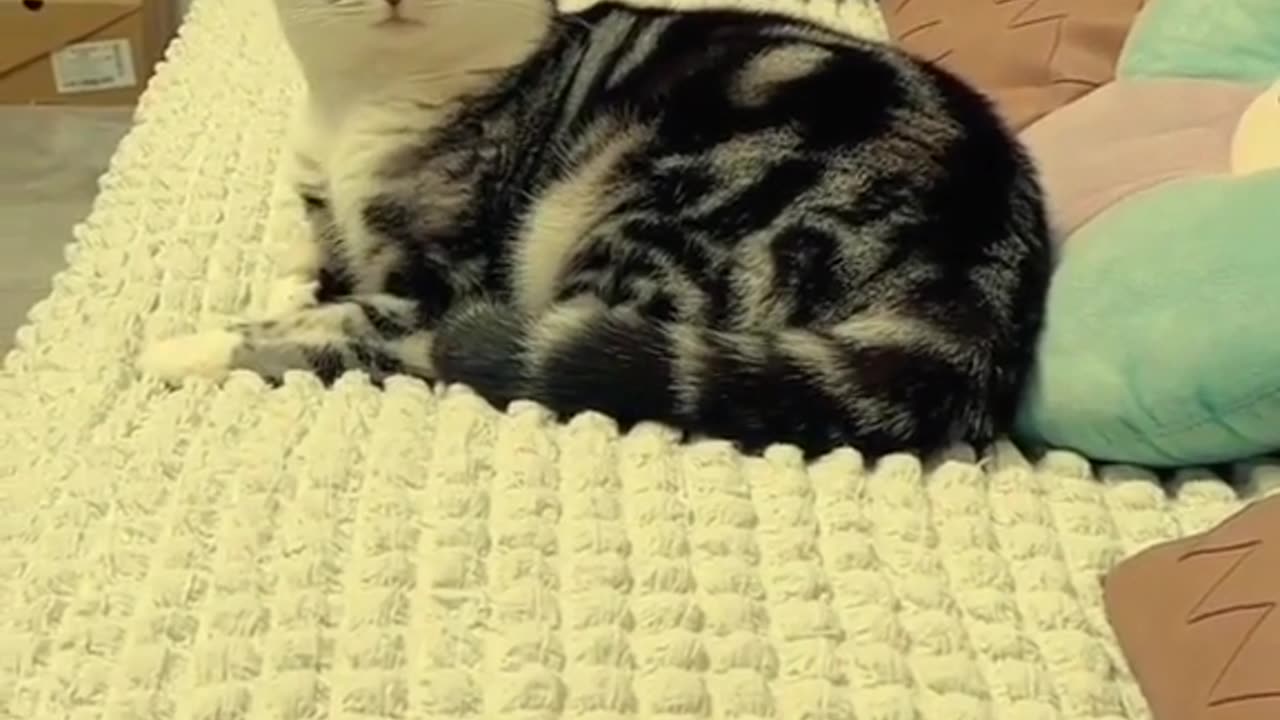 Funny animal kids video
