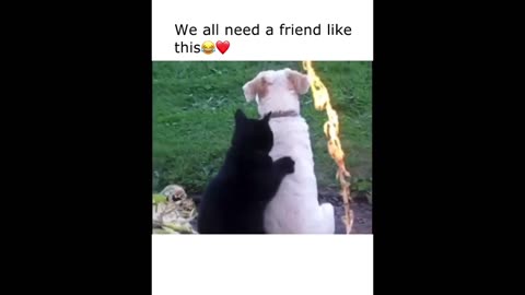 We have a new Cute and funny Animals videos for you Your friends 😇😇😇