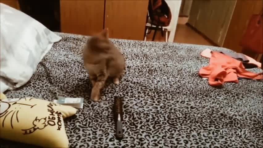 Cat Compilation Funny