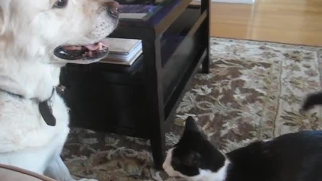 Cat and Dog Play Fighting