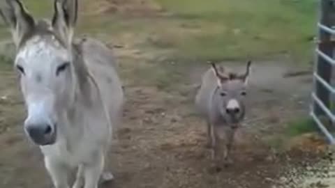 The sound of donkey