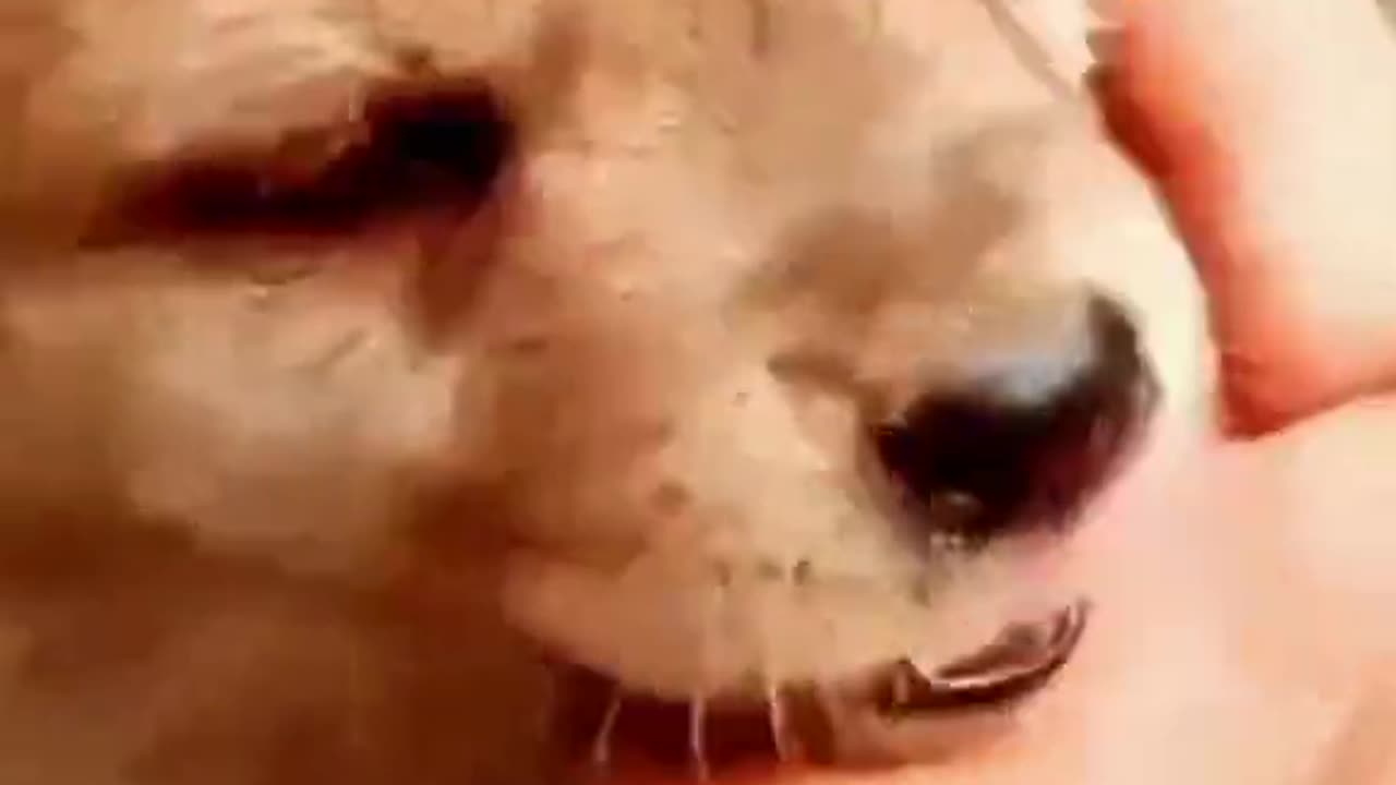 Funny small DOGtry to jump