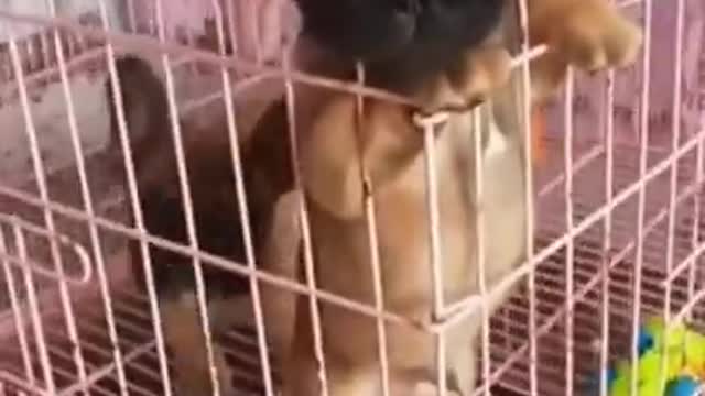 funny animals super 3 minute funny cats and dogs