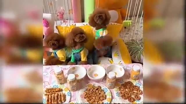 Baby Dogs - Cute and Funny Dog Videos