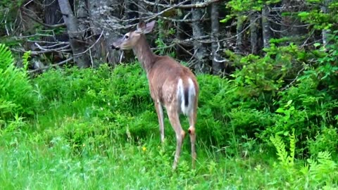 White-tailed deer