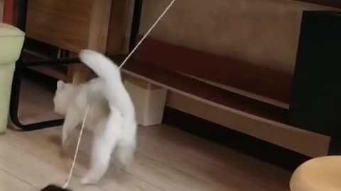 Best cat 🐈 funny video || animals funny videos 2022