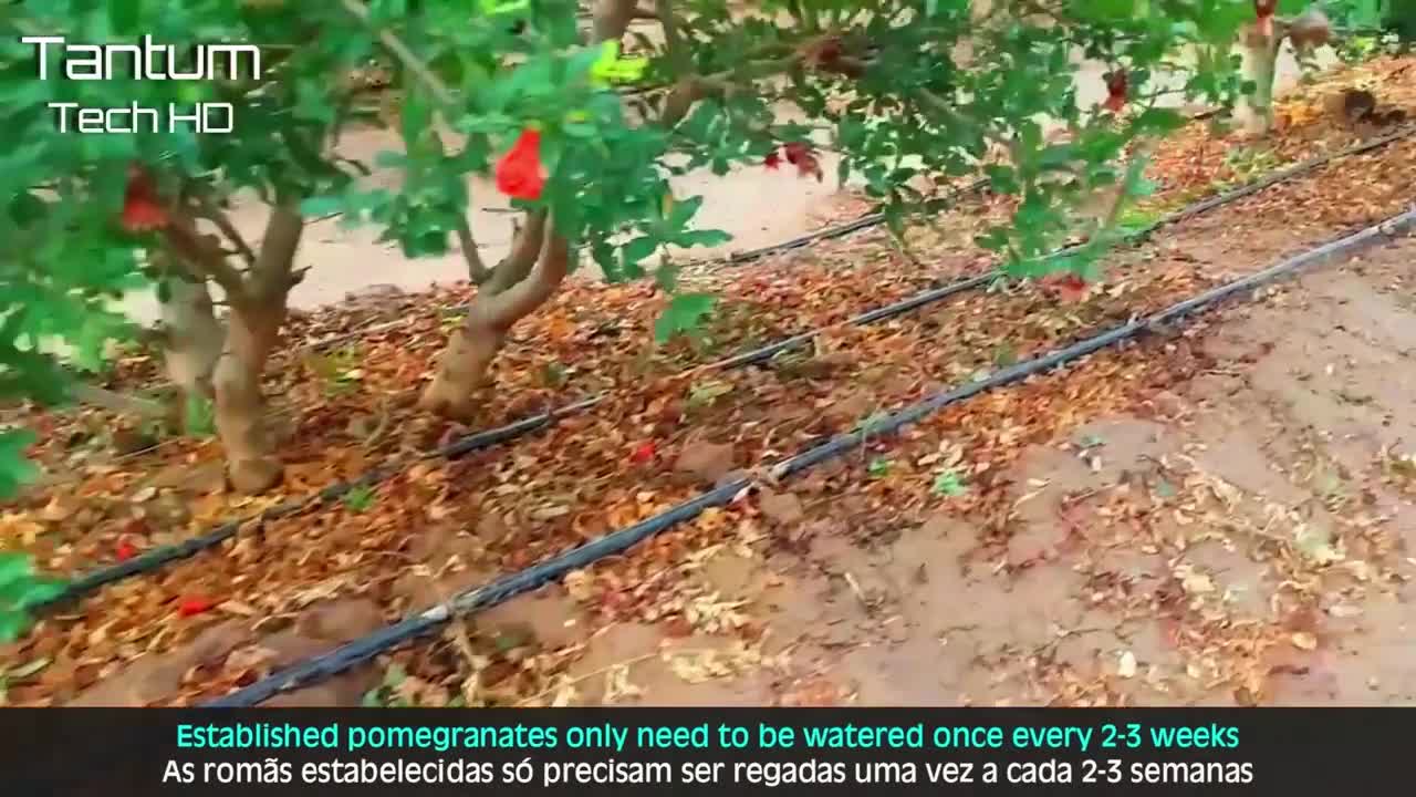 Health benefits of pomegranate