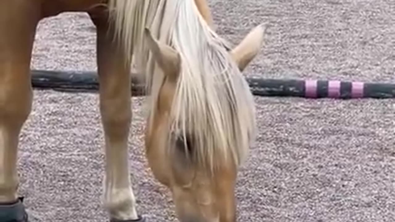 Cute & funy horse