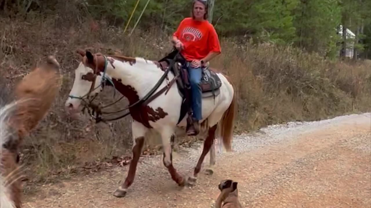 My happy place!!! Trail ride with great friends,good horses and dogs!