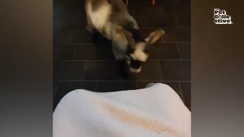 Full musty enjoyment animals