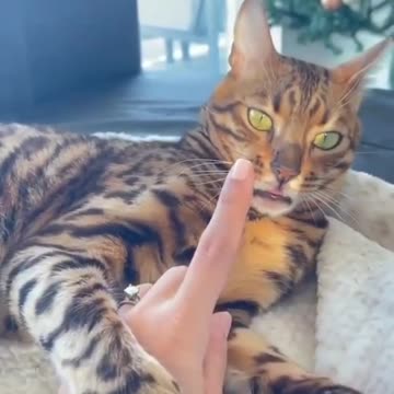 Funny and cute cat / Gota bite something