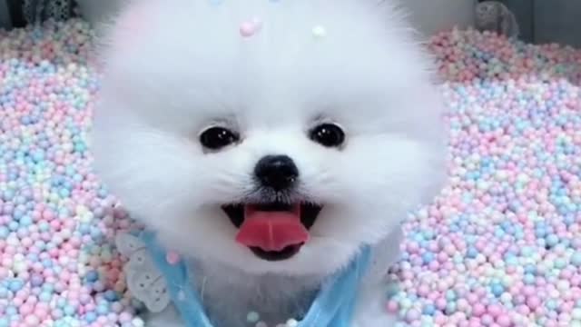 Super obedient and cute dog, the angelic smile is so healing