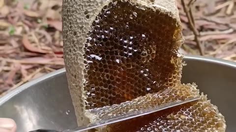 pure fresh honey #honey #shortvideo #nature