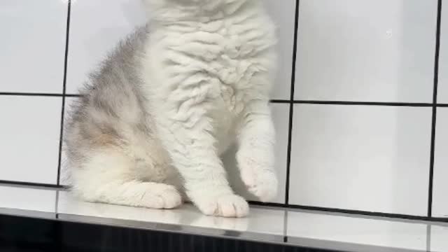 funny cat