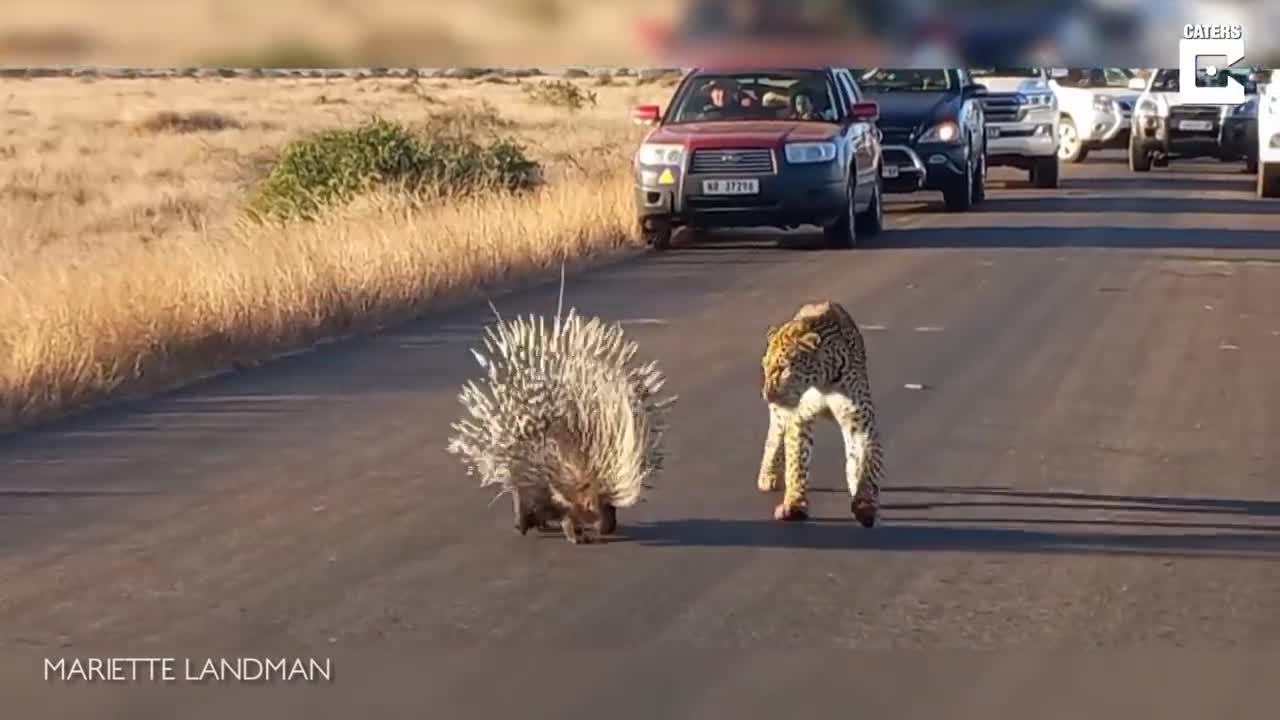 hungry leopard