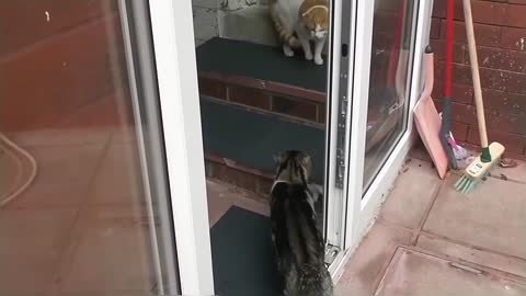 Craziest Cat Fights