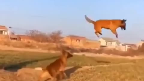 Funny Dogs Videos playing # Short