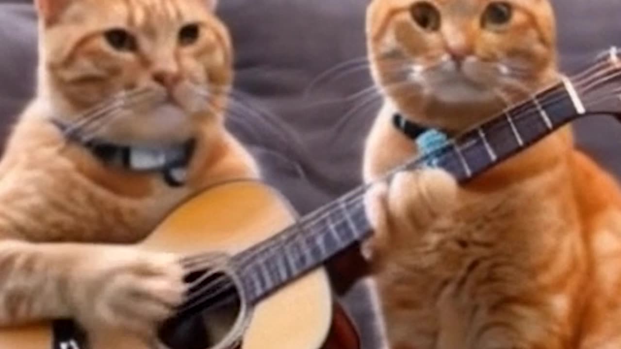 cat playing guitar