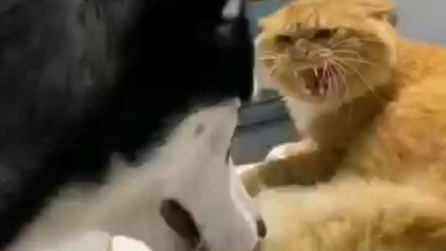 Cat fighting with dog