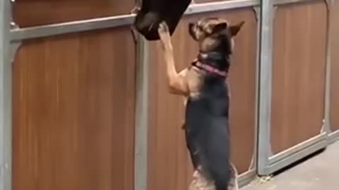 Bestie #horse #dog# Showjumping #Rumble #viral #funny #cute #animal🥰