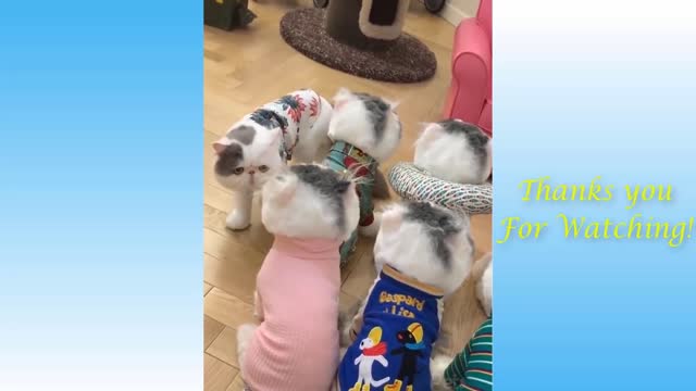 Top funny cat videos of the week!!