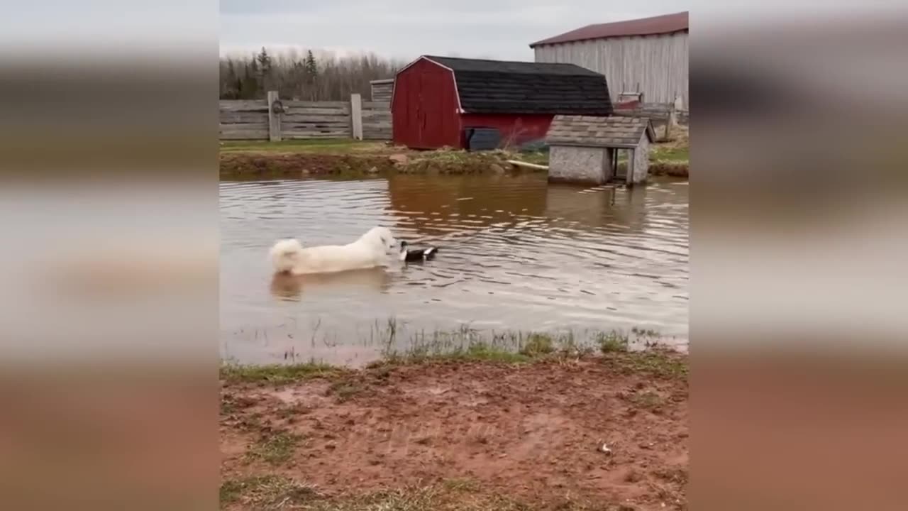 the cuteness of the cat is playing