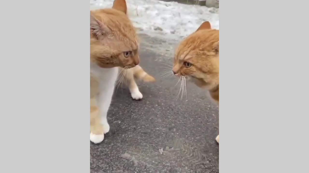 Funny fail oopss moments clips, cute cats