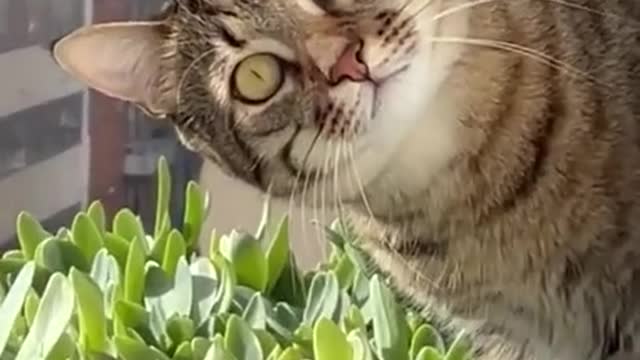 Cute cat in apart | funny video