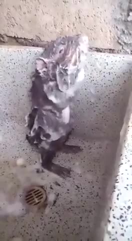 a rat washing itself