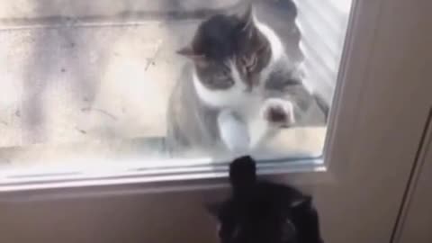 funny_cat_videos_ on insagram funny cats fighting🤣