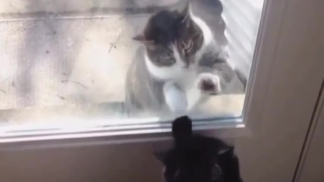 funny_cat_videos_ on insagram funny cats fighting🤣