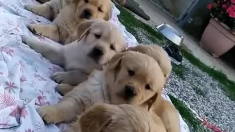 Cute dog (nice video )