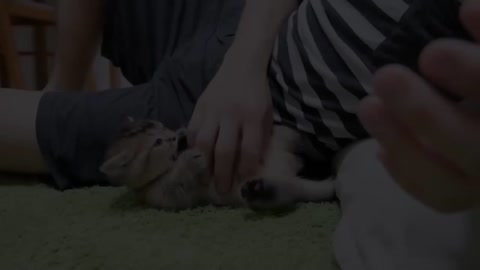 Kitten playing with owner is too cute