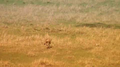 WORLD’S FASTEST ANIMALS FAIL! Grant’s Gazzele Take Down Cheetah With Horns, Lion Hunt Imapala Fail-3